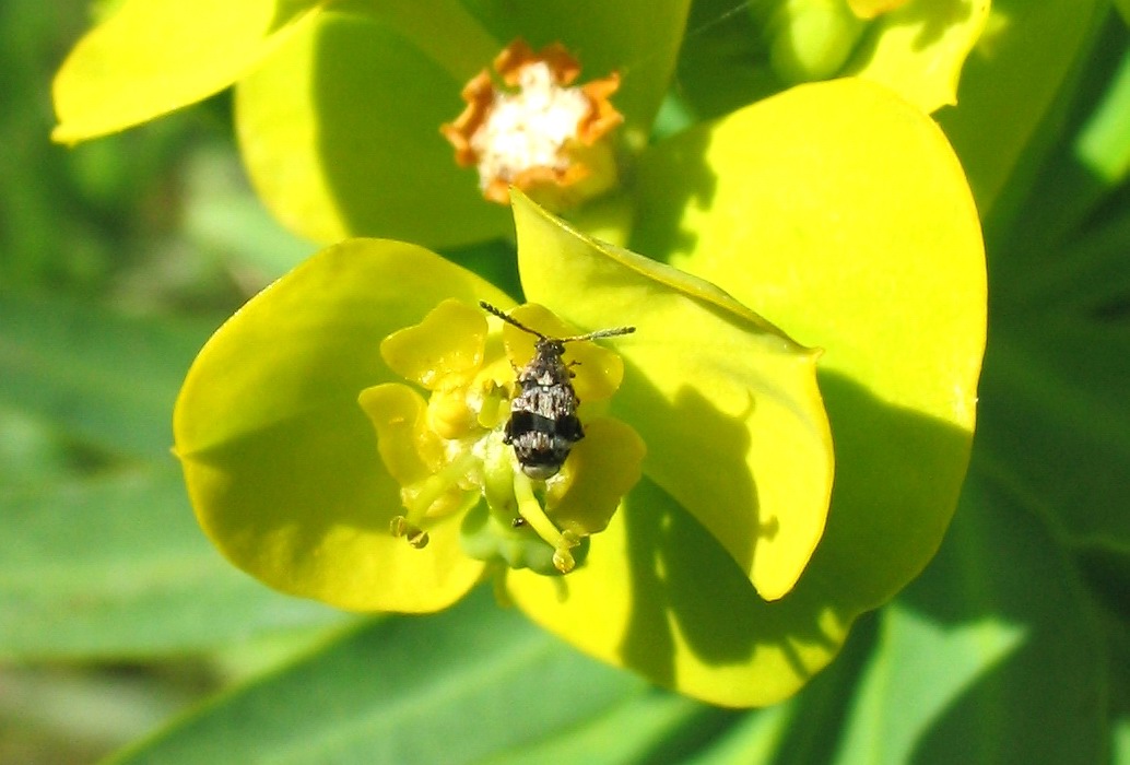 Bruchidius sp. (Coleoptera, Bruchidae)